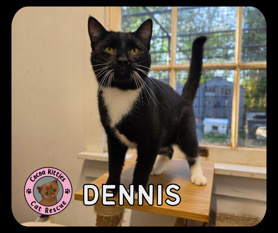 Enlarge Dennis, a Adoptable mixed breed in Hershey, PA image 2/2
