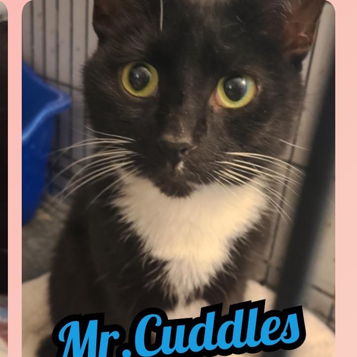 Mr. Cuddles, Adoptable, Adult Male Domestic Short Hair.