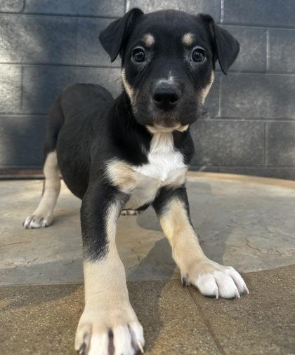 Tallahassee, Adoptable, Puppy Female Labrador Retriever & Rottweiler.