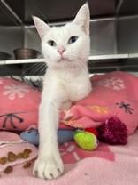 Enlarge Moira, a ADOPTABLE Domestic Short Hair in Manitowoc, WI image 1/1