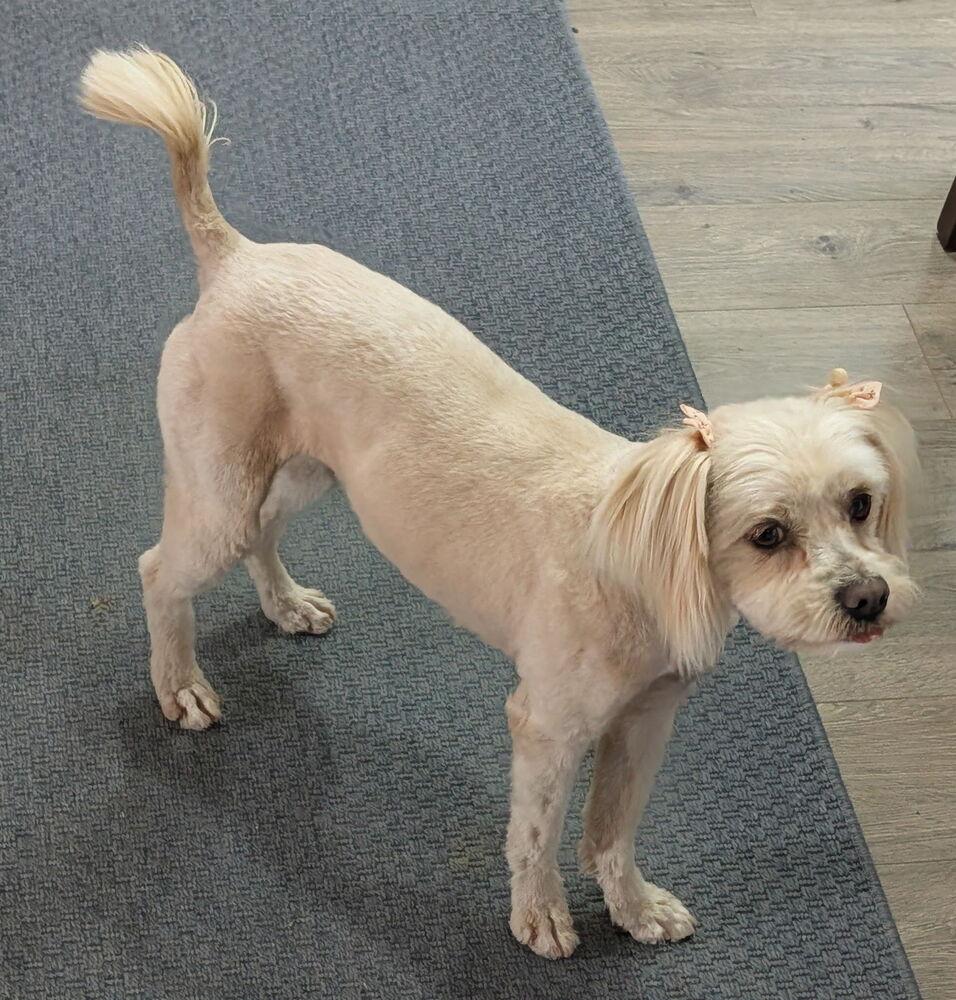 Enlarge Tiffy, a Adoptable mixed breed in Parker, CO image 1/3