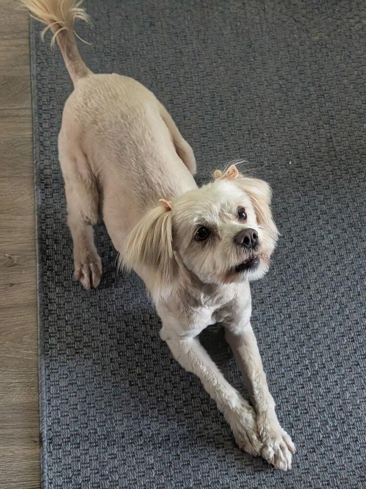 Enlarge Tiffy, a Adoptable mixed breed in Parker, CO image 2/3