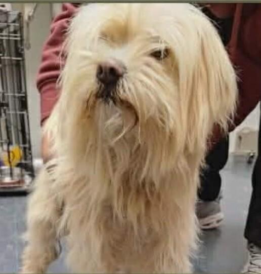 Enlarge Tiffy, a Adoptable mixed breed in Parker, CO image 3/3