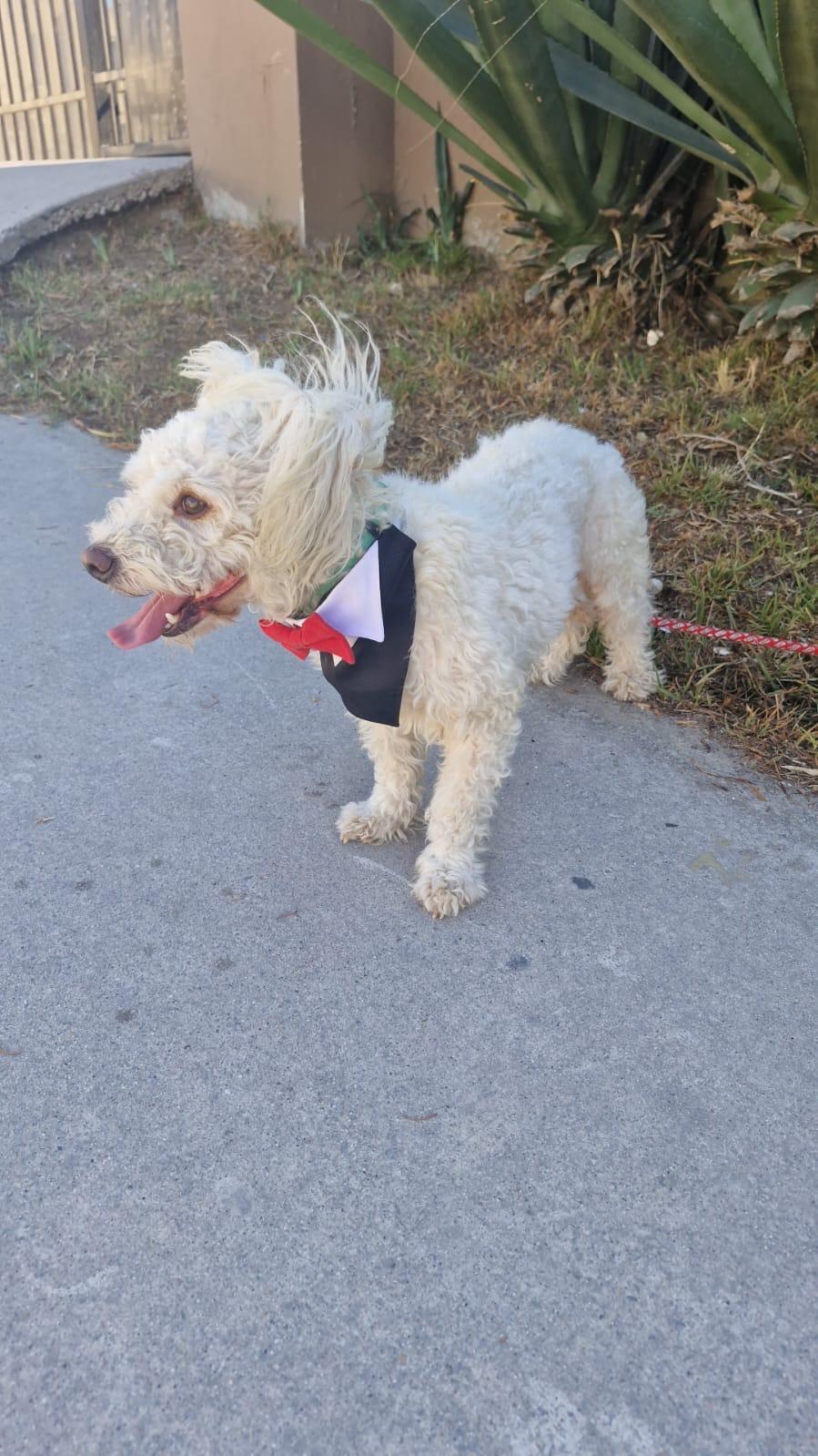 Pickles, Adoptable, Adult Male Yorkie Poo & Poodle.