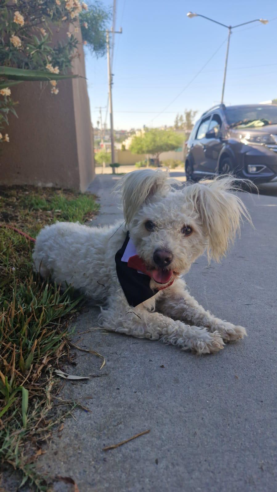 Pickles, a Adoptable mixed breed in Chula Vista, CA image 2/5