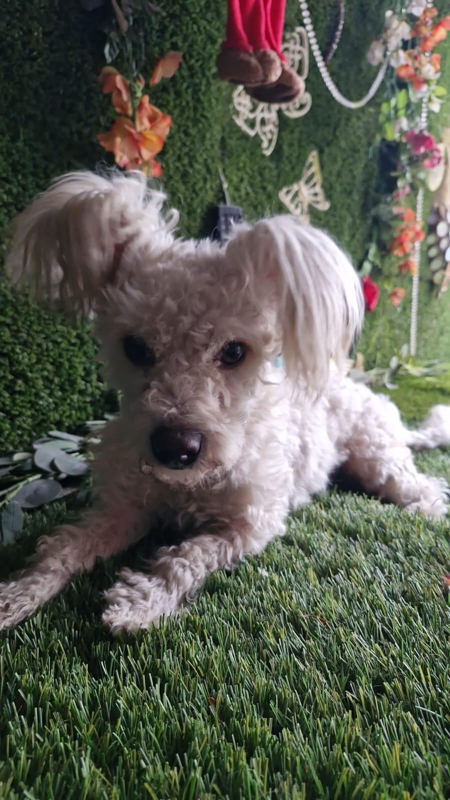 Pickles, a Adoptable mixed breed in Chula Vista, CA image 3/5