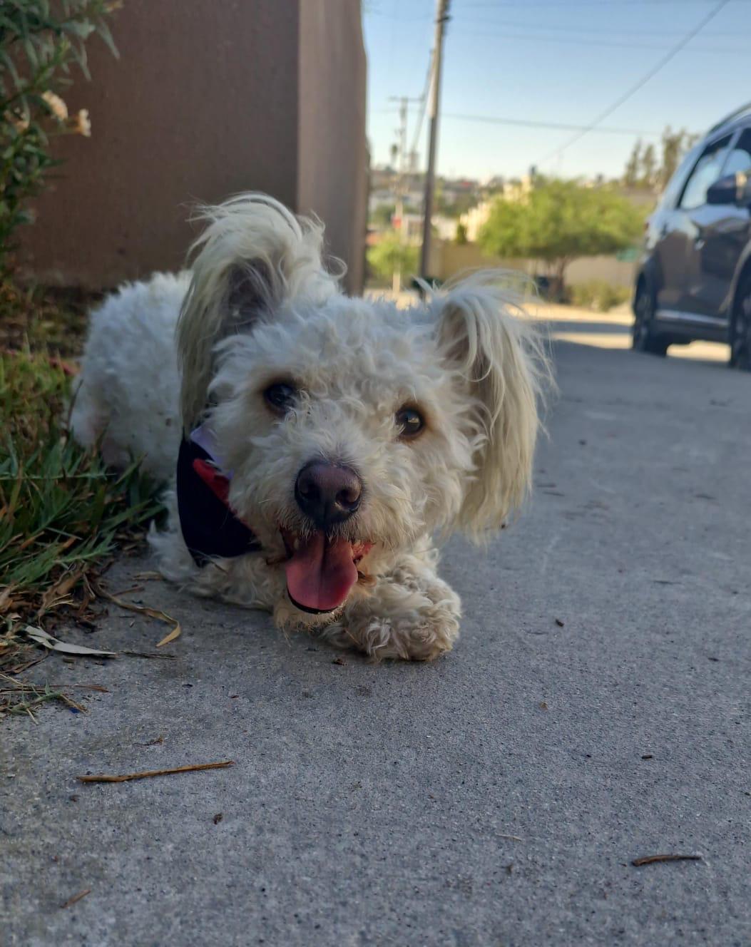 Pickles, a Adoptable mixed breed in Chula Vista, CA image 4/5