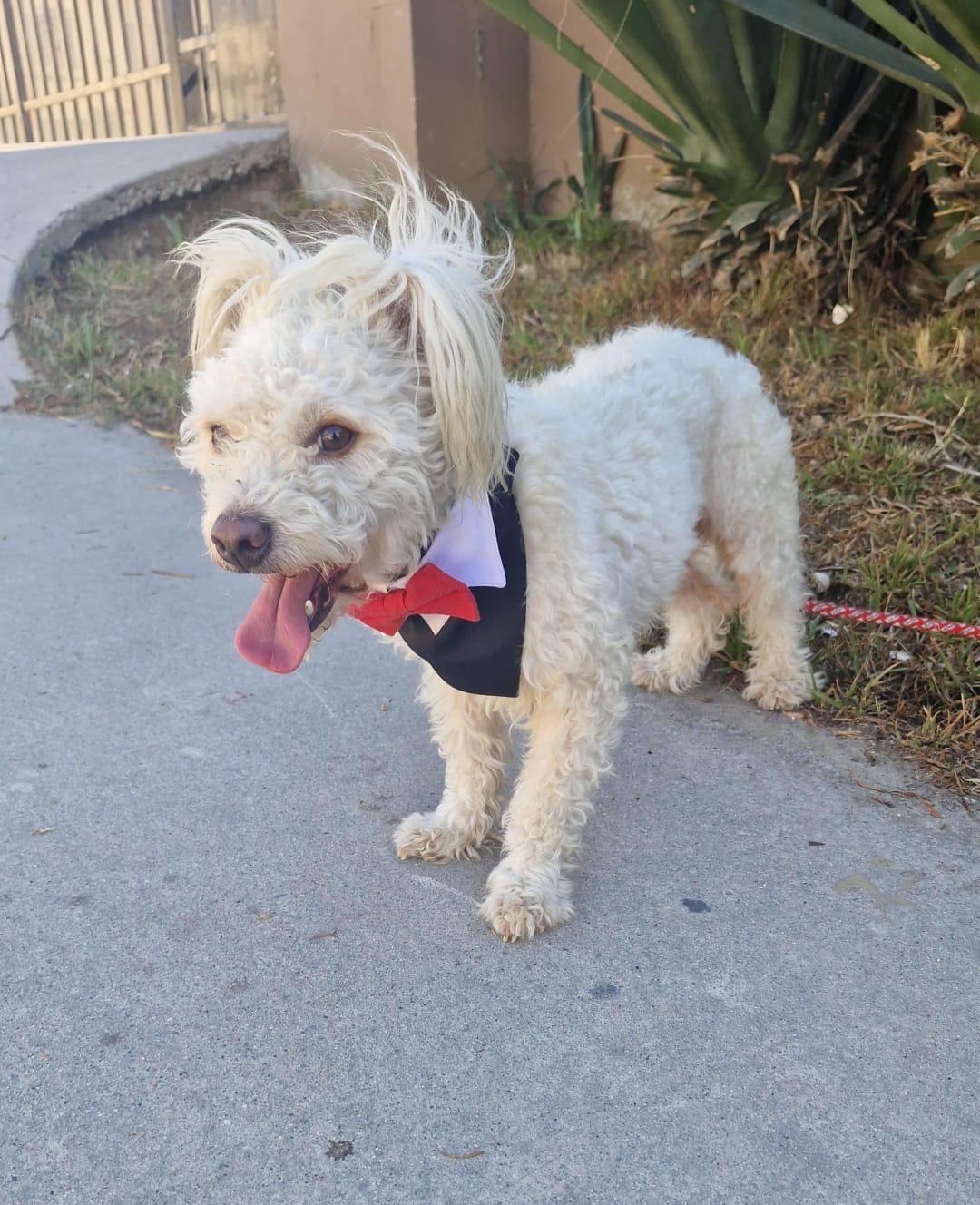 Pickles, a Adoptable mixed breed in Chula Vista, CA image 5/5