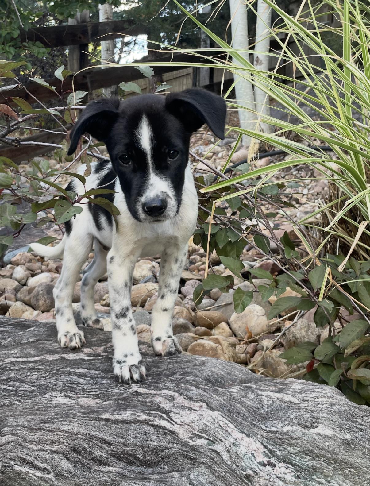 Enlarge Utah, a Adopted mixed breed in Littleton, CO image 1/2