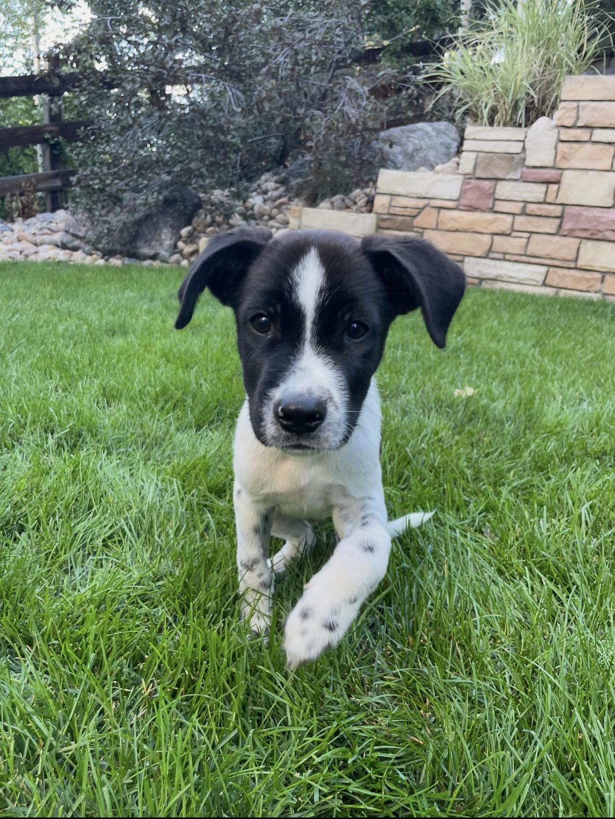 Enlarge Utah, a Adopted mixed breed in Littleton, CO image 2/2