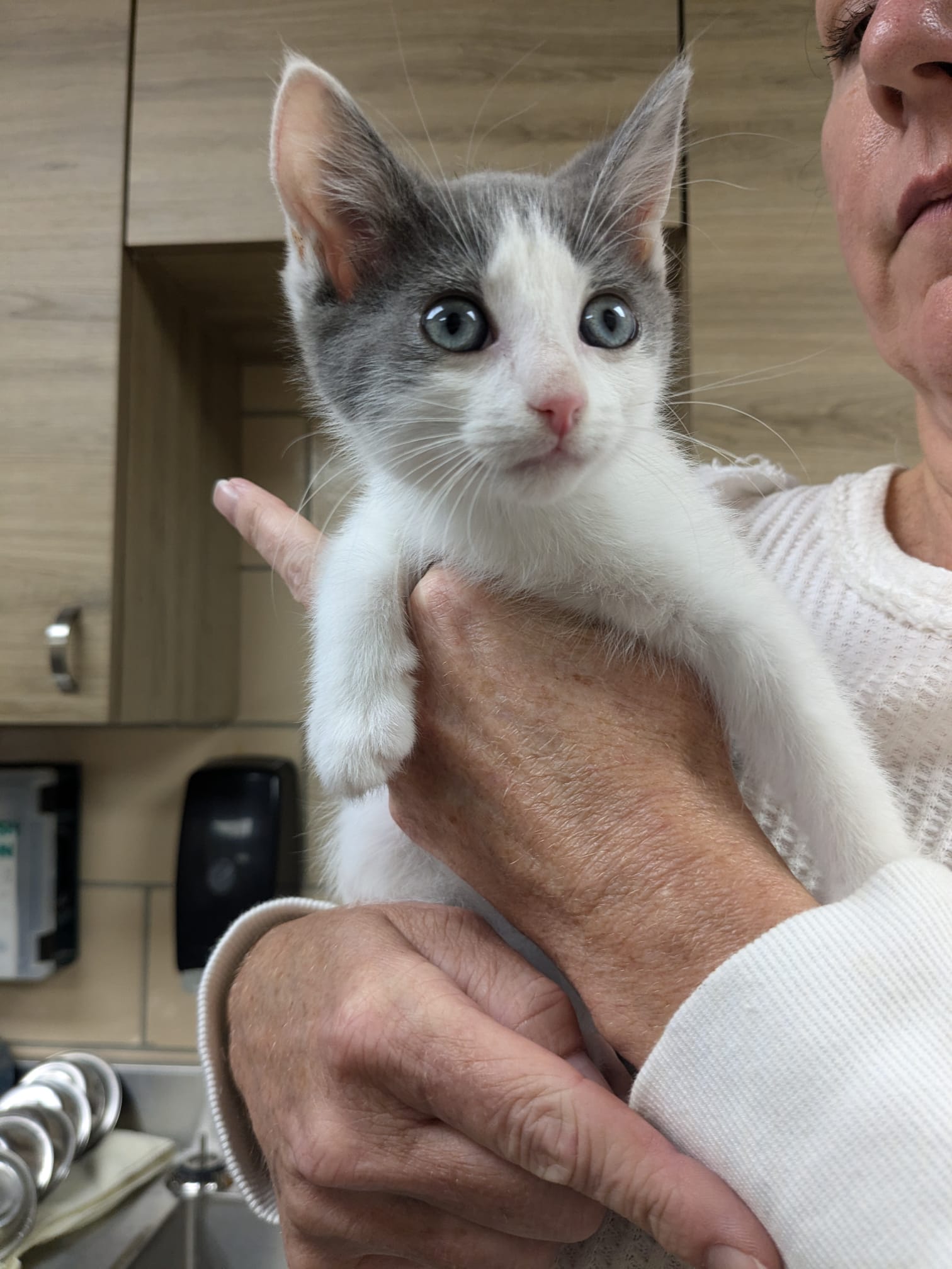 Cat for adoption Wyatt, a Domestic Short Hair in Renfrew, PA Petfinder