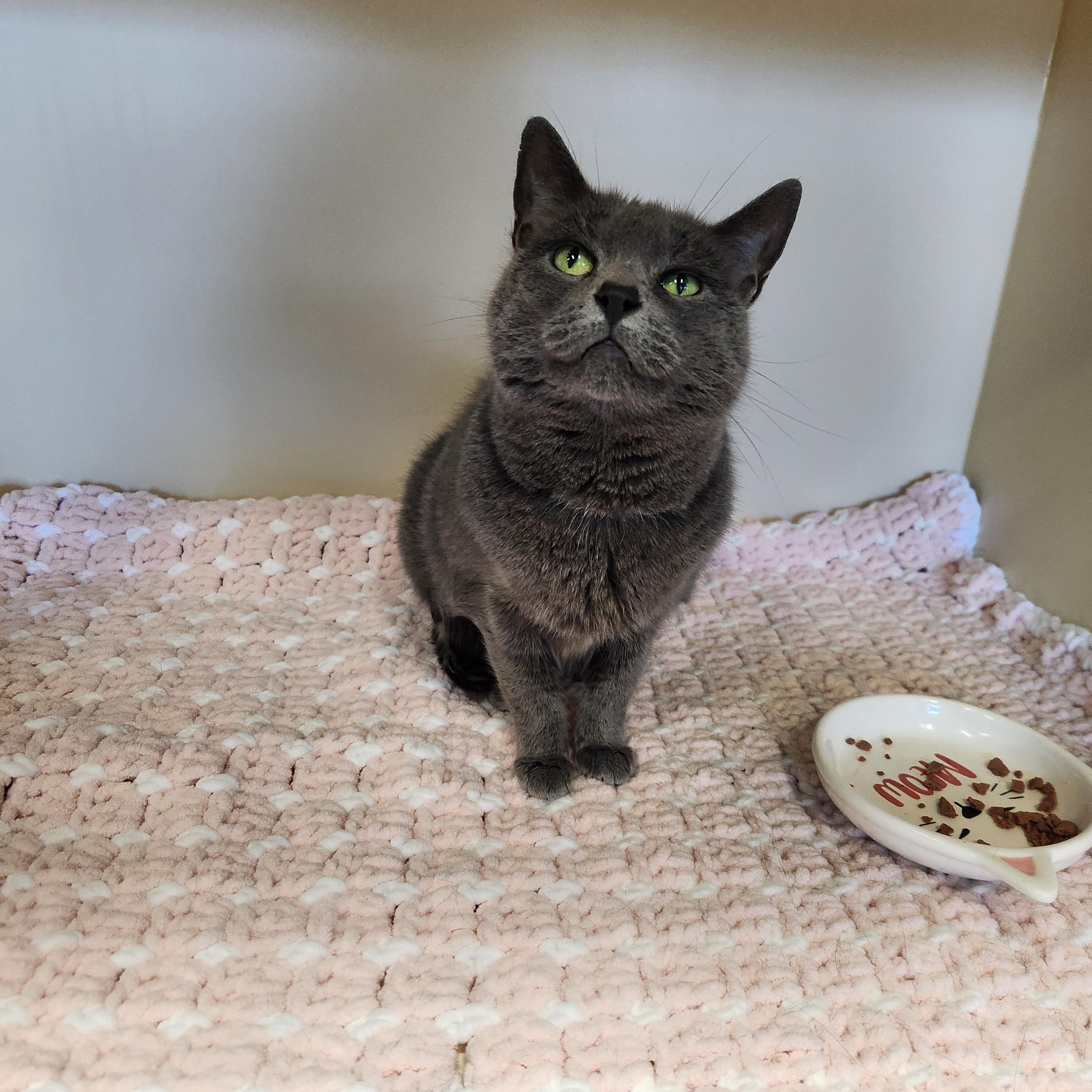 Bobbi, ADOPTABLE, Senior Female Domestic Short Hair.