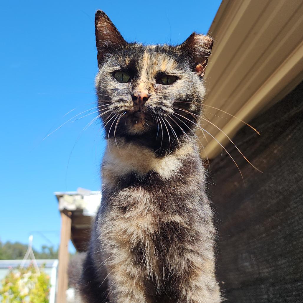 Tia, a Adoptable Domestic Short Hair in Williston, FL image 1/4