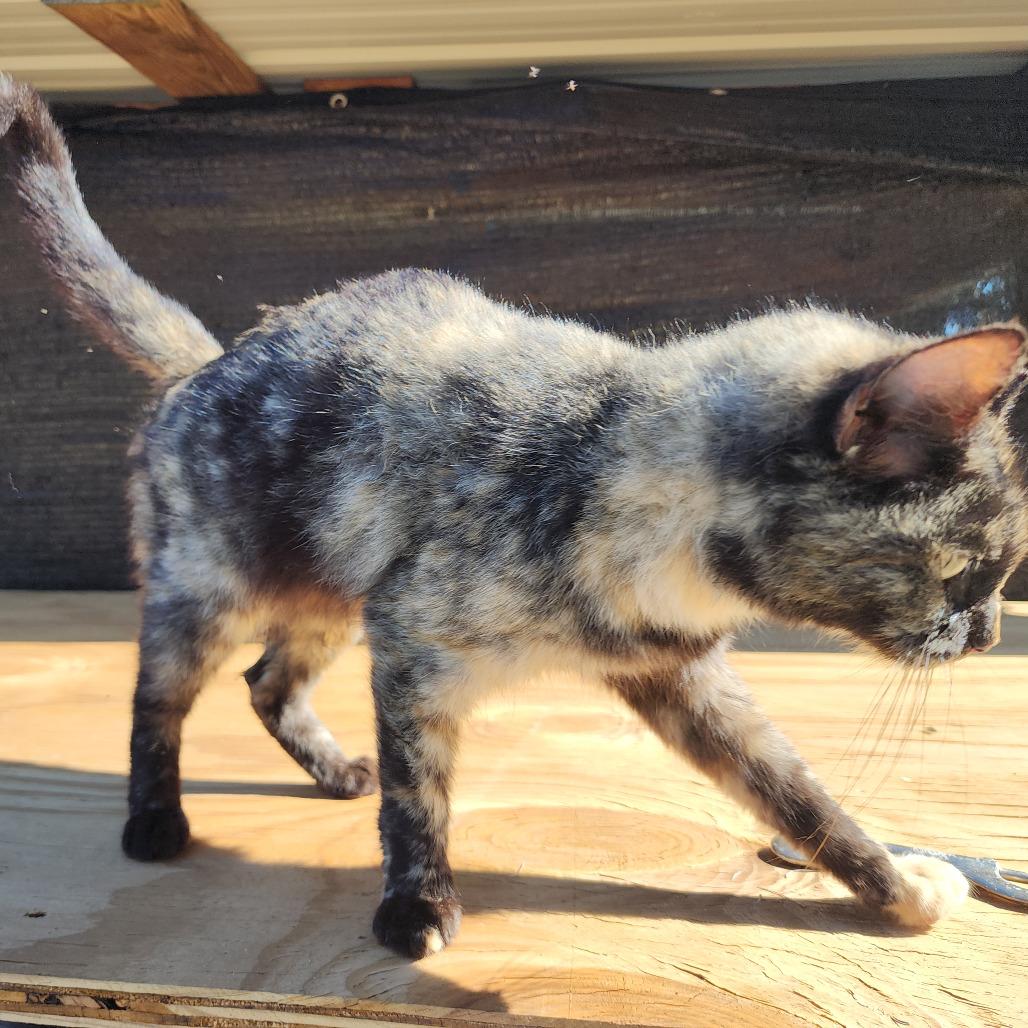 Tia, a Adoptable Domestic Short Hair in Williston, FL image 2/4