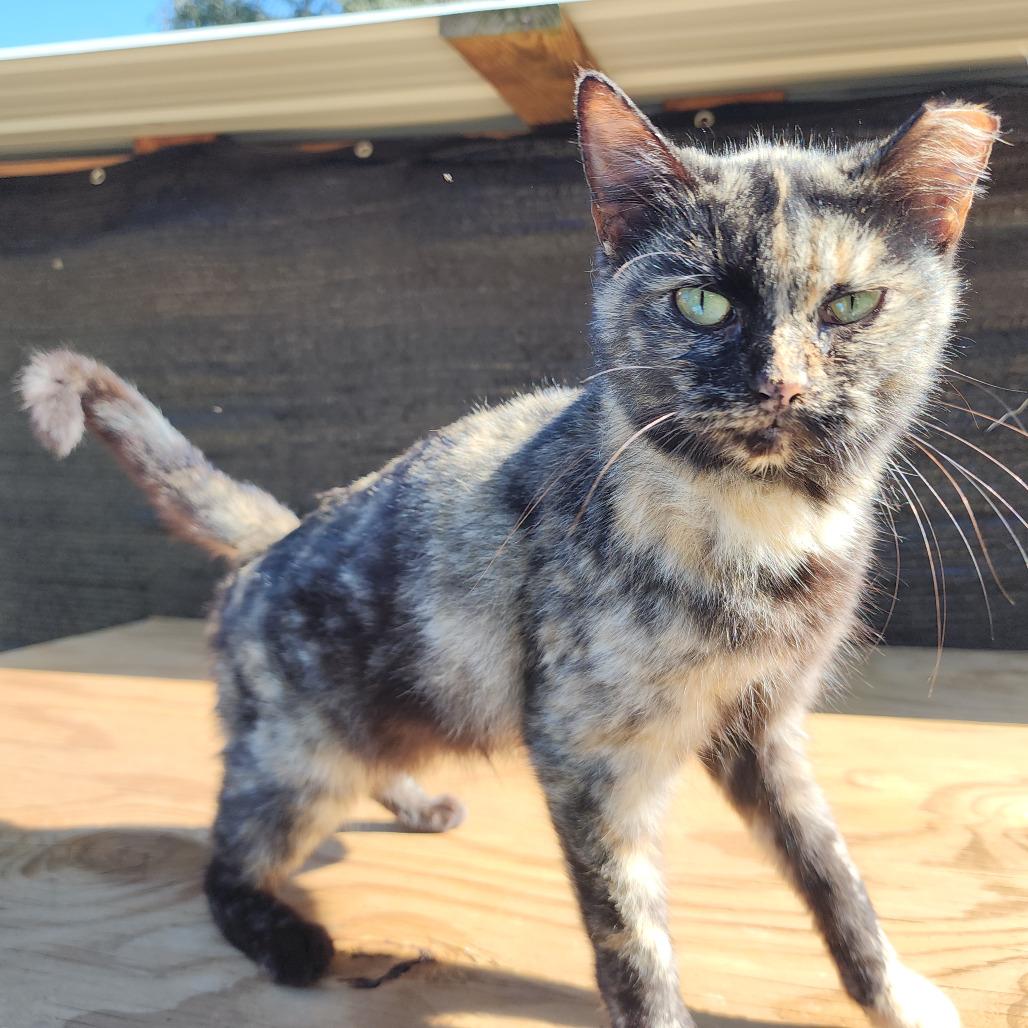Tia, a Adoptable Domestic Short Hair in Williston, FL image 3/4