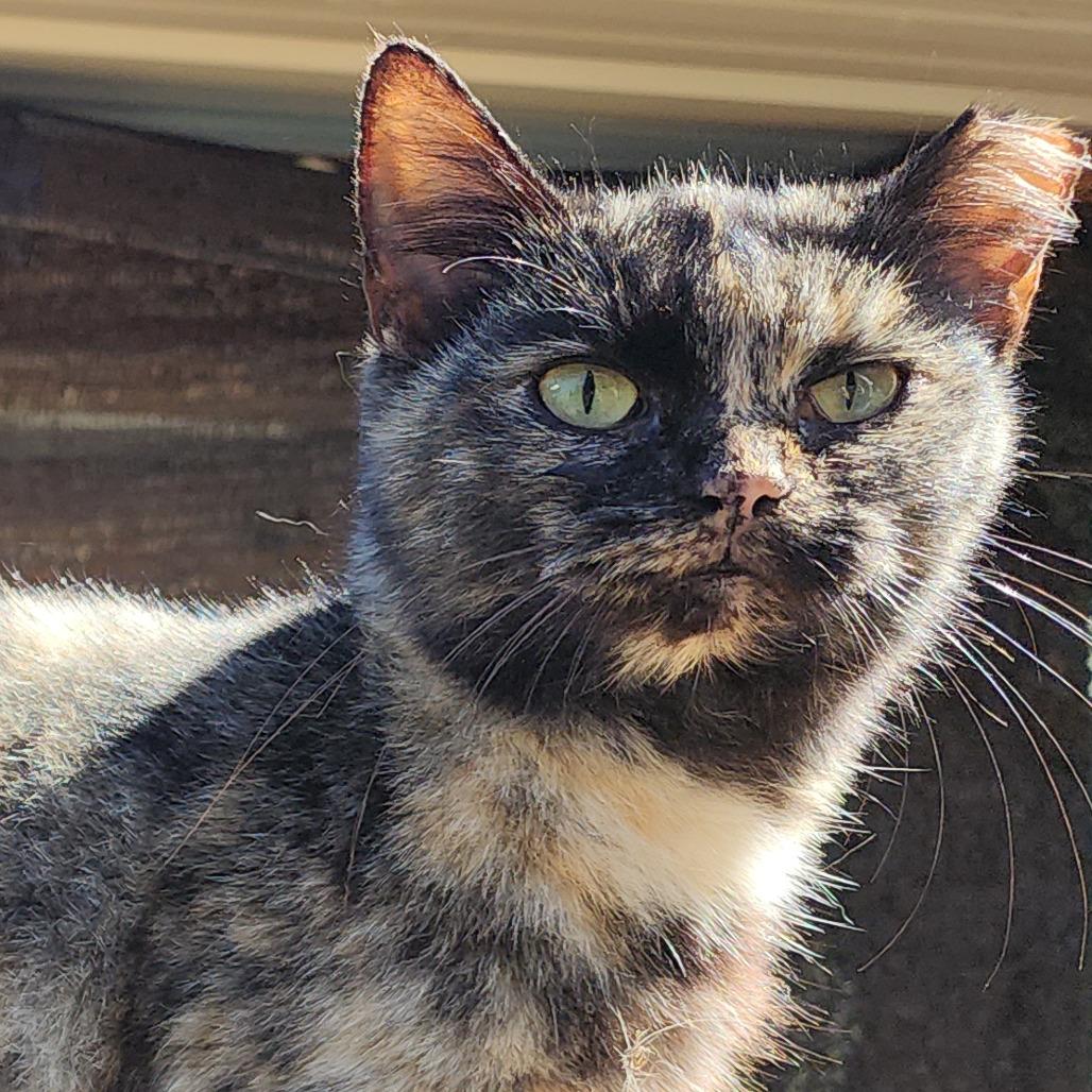 Tia, a Adoptable Domestic Short Hair in Williston, FL image 4/4