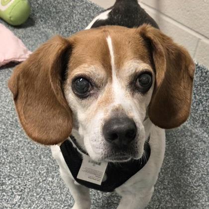 Enlarge Jack, a ADOPTABLE Beagle in Lansing, MI image 2/4