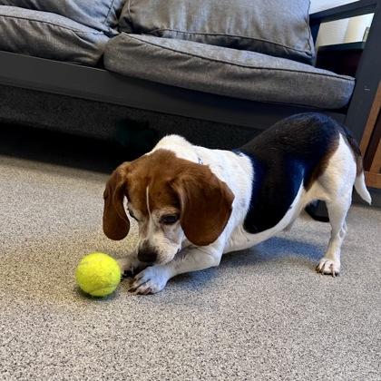 Enlarge Jack, a ADOPTABLE Beagle in Lansing, MI image 4/4