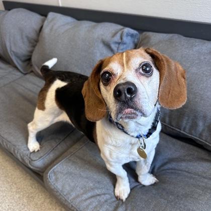 Enlarge Jack, a ADOPTABLE Beagle in Lansing, MI image 1/4