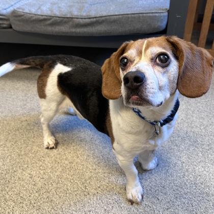 Enlarge Jack, a ADOPTABLE Beagle in Lansing, MI image 3/4