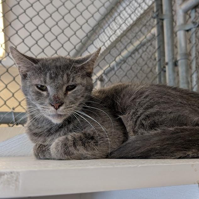 Arby's - IN FOSTER, Adoptable, Senior Female Domestic Short Hair.