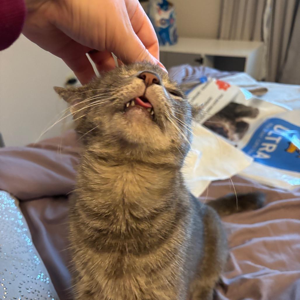 Enlarge Arby's - IN FOSTER, a Adoptable Domestic Short Hair in Birdsboro, PA image 2/6