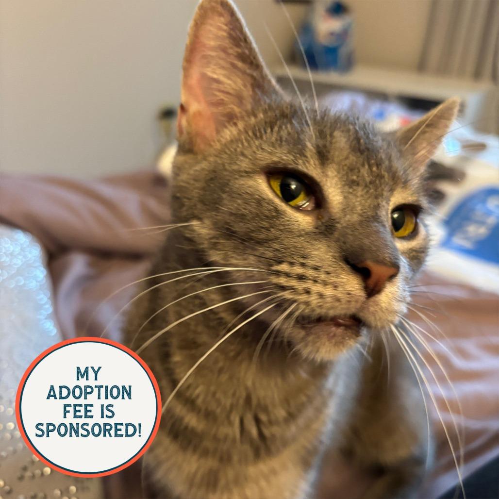 Enlarge Arby's - IN FOSTER, a Adoptable Domestic Short Hair in Birdsboro, PA image 3/6