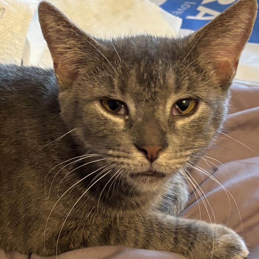 Enlarge Arby's - IN FOSTER, a Adoptable Domestic Short Hair in Birdsboro, PA image 4/6