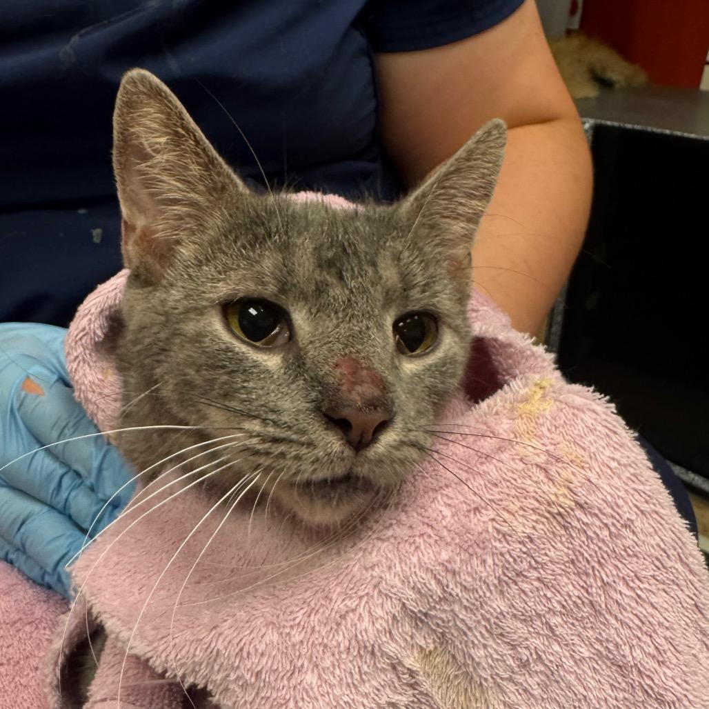 Enlarge Arby's - IN FOSTER, a Adoptable Domestic Short Hair in Birdsboro, PA image 5/6