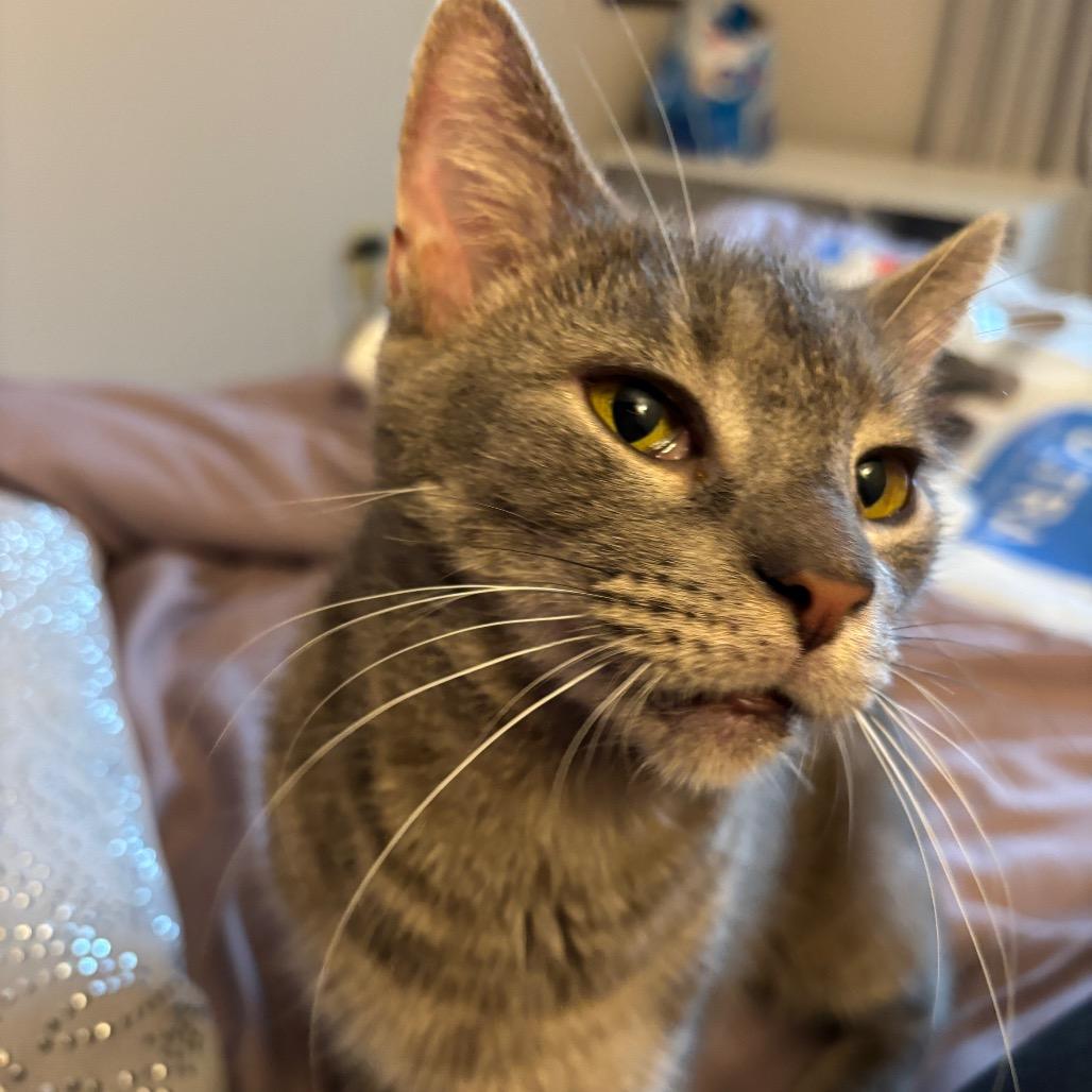 Enlarge Arby's - IN FOSTER, a Adoptable Domestic Short Hair in Birdsboro, PA image 6/6