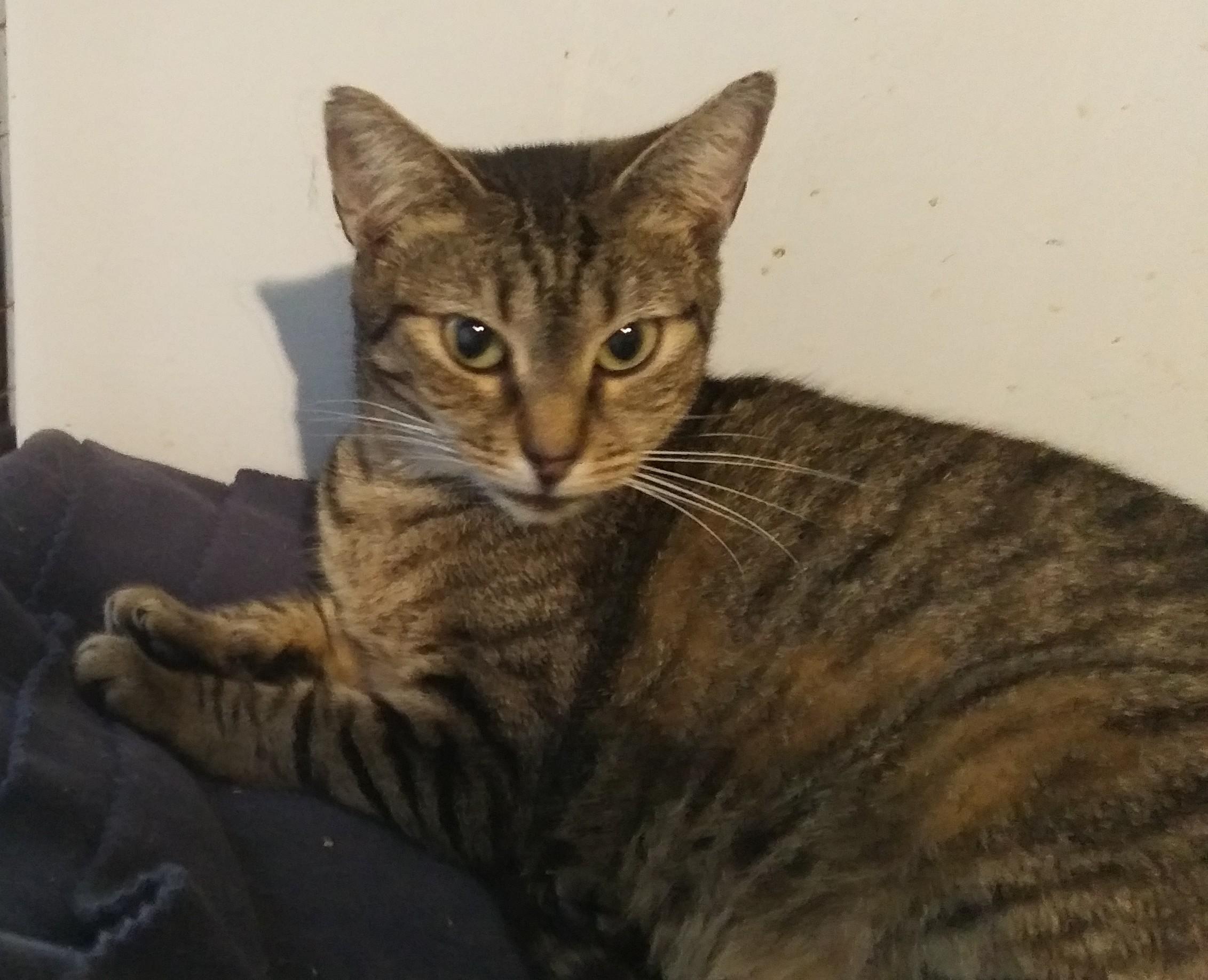 Cincin, Adoptable, Young Female Domestic Short Hair.