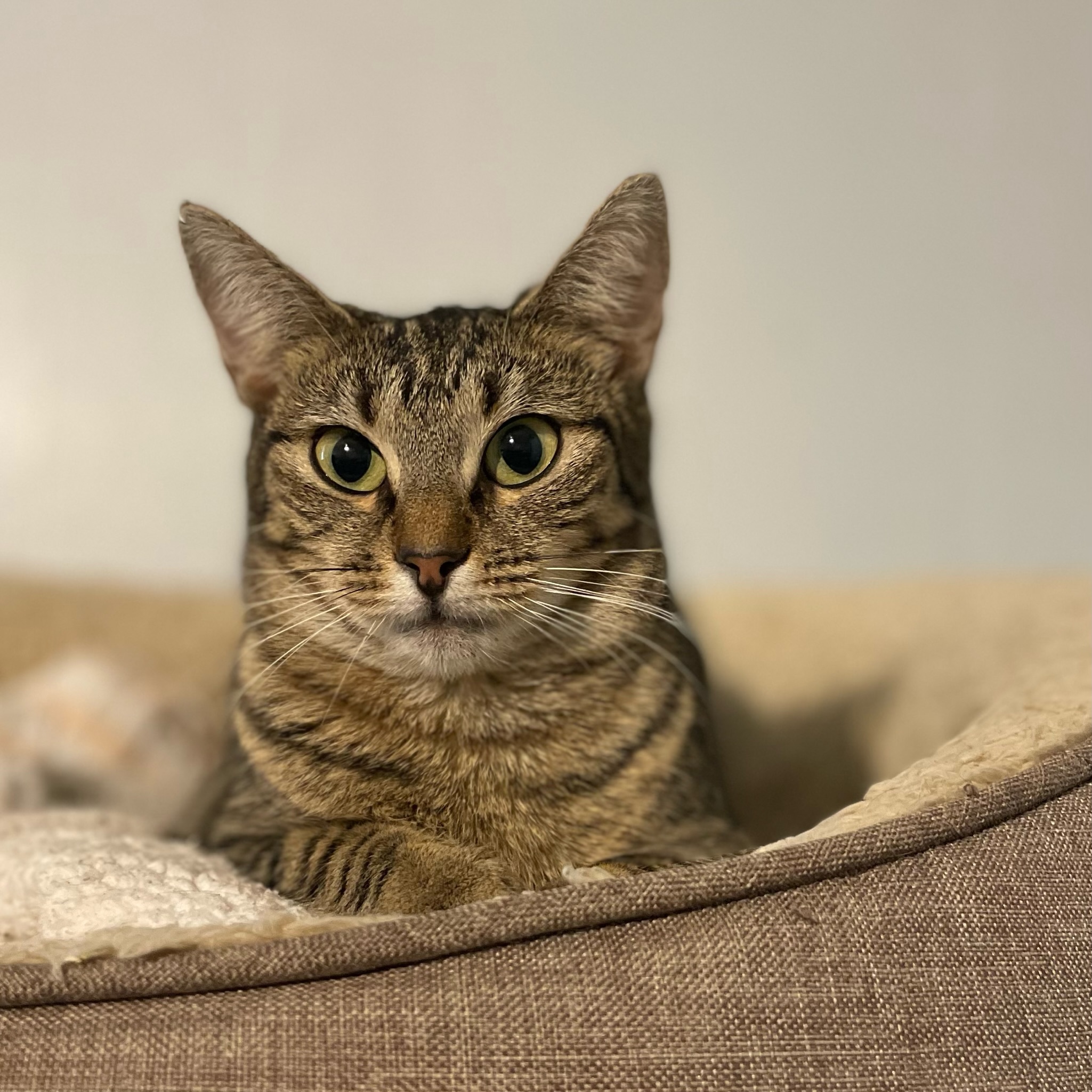 Cincin, Adoptable, Adult Female Domestic Short Hair.