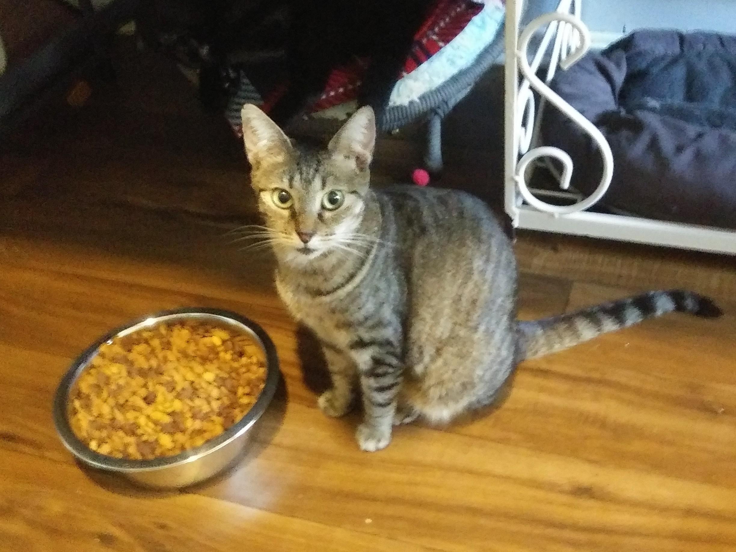 Cincin, a Adoptable Domestic Short Hair in Port Wentworth, GA image 4/4
