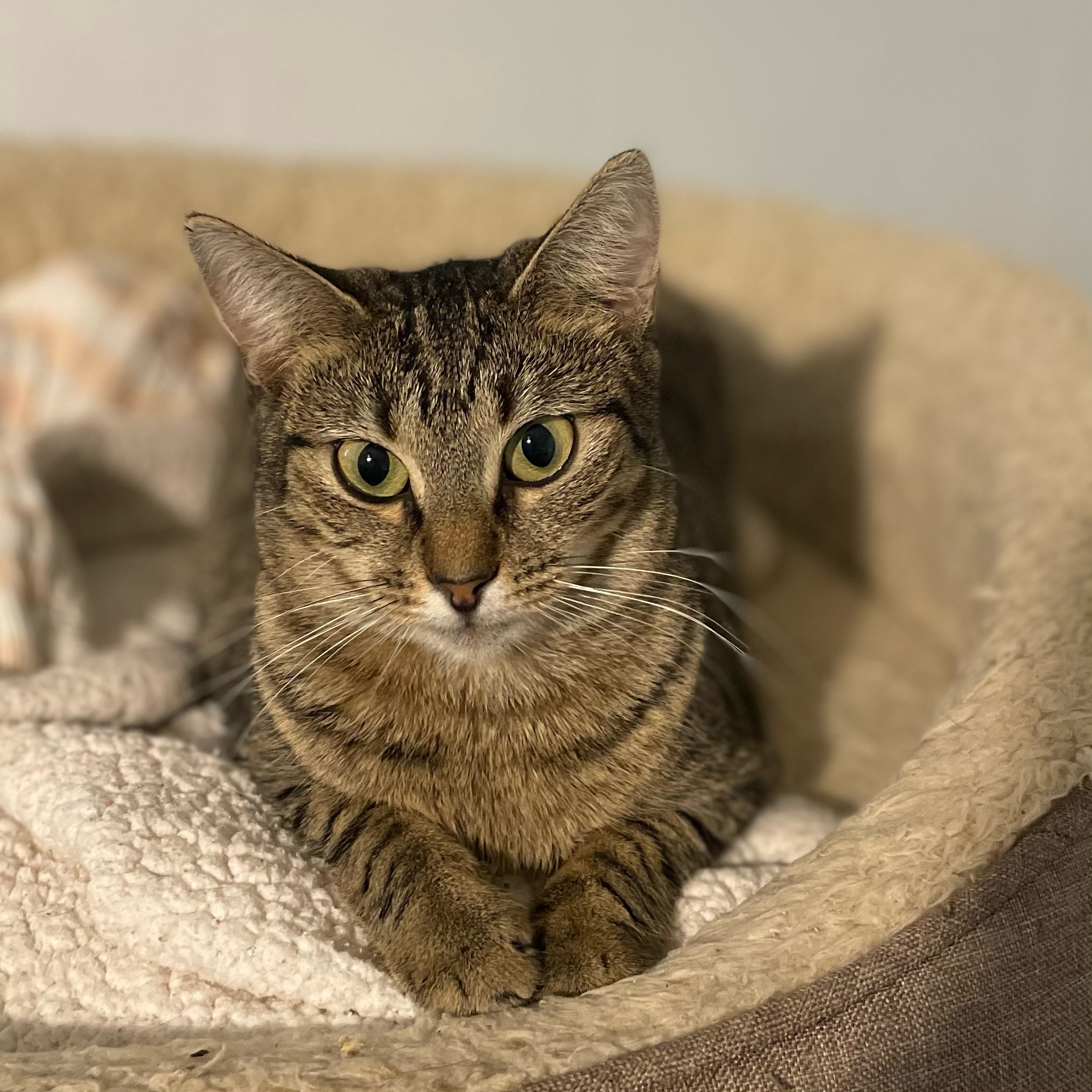 Enlarge Cincin, a Adoptable Domestic Short Hair in Port Wentworth, GA image 3/3