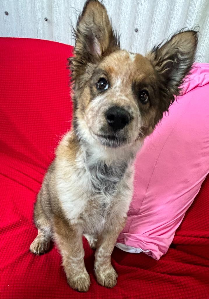Fabio, Adoptable, Puppy Male Cattle Dog & Mixed Breed.