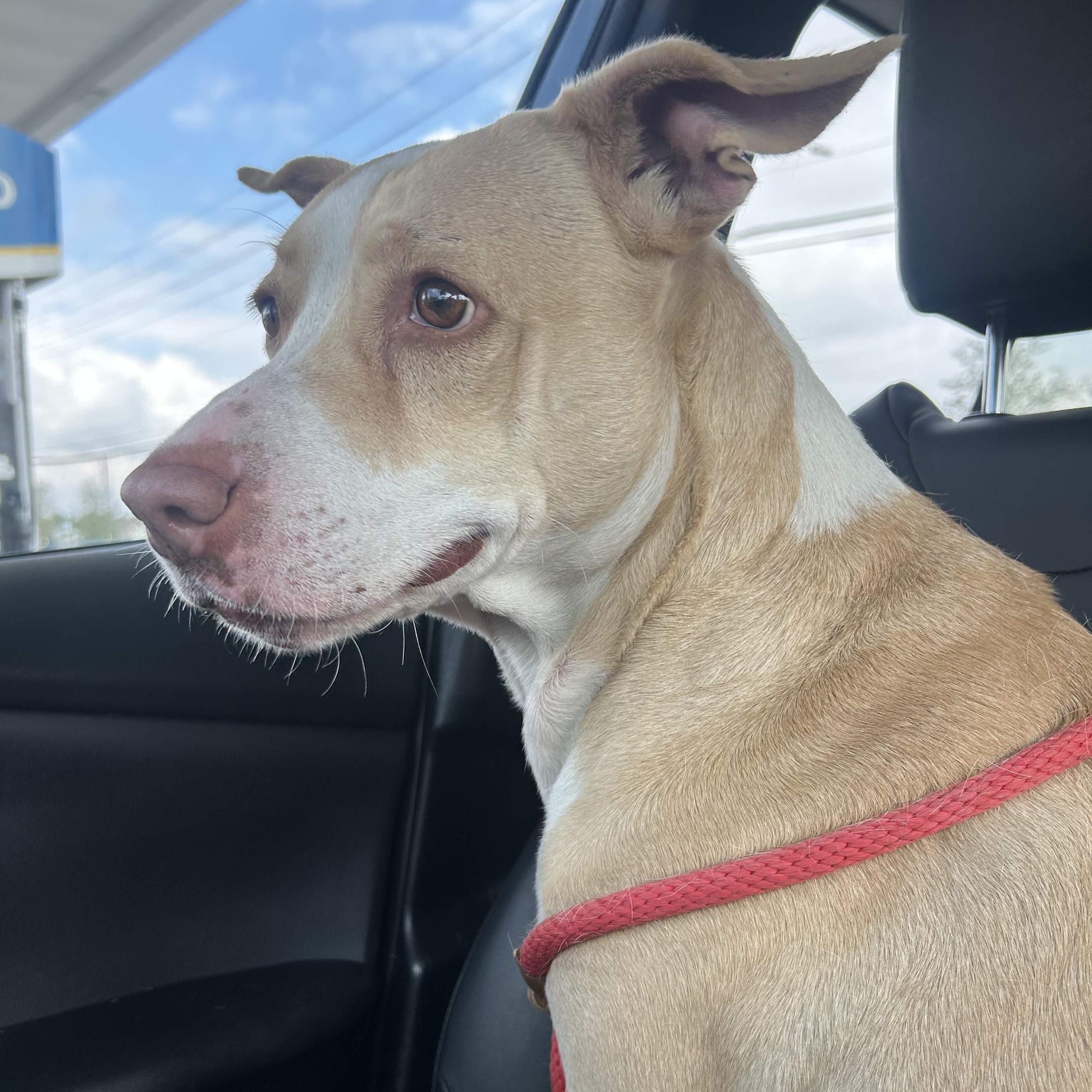 Sandy, a Adoptable mixed breed in Belgrade, MT image 6/6