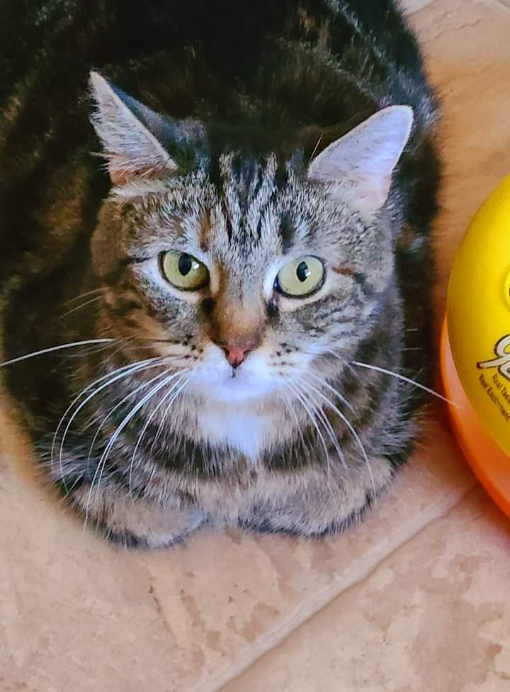 Charleigh, a Adoptable Domestic Medium Hair in Dillsburg, PA image 1/6