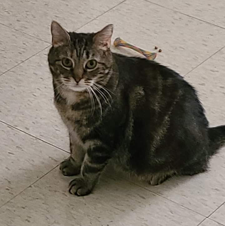 Charleigh, a Adoptable Domestic Medium Hair in Dillsburg, PA image 2/6