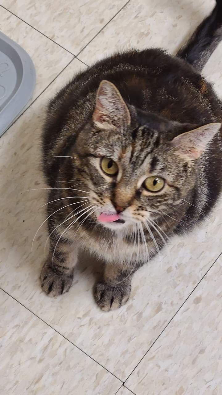 Charleigh, a Adoptable Domestic Medium Hair in Dillsburg, PA image 3/6