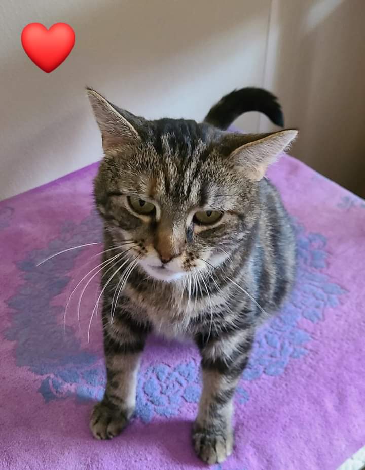 Charleigh, a Adoptable Domestic Medium Hair in Dillsburg, PA image 4/6