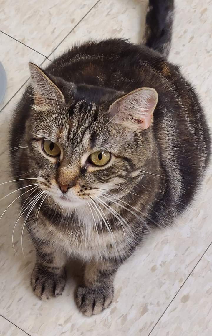 Charleigh, a Adoptable Domestic Medium Hair in Dillsburg, PA image 5/6