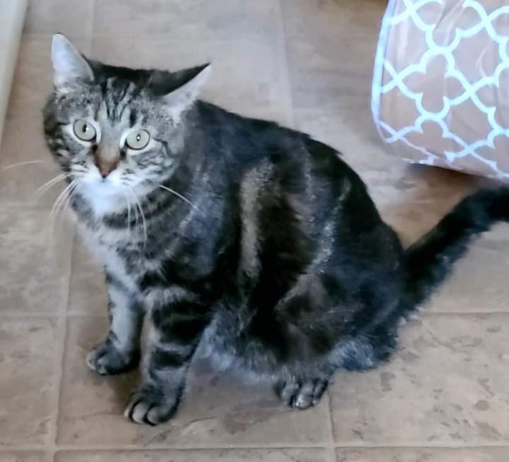 Charleigh, a Adoptable Domestic Medium Hair in Dillsburg, PA image 6/6