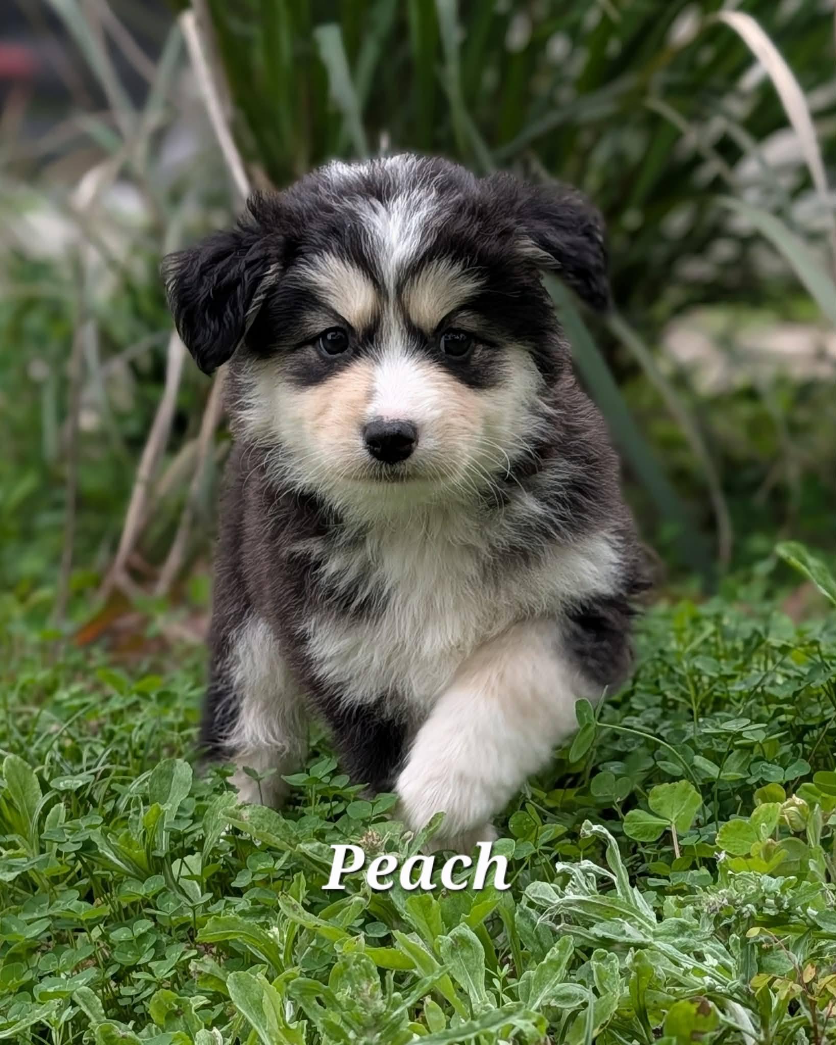 Enlarge Peach, a Adoptable mixed breed in Winter Springs, FL image 1/1