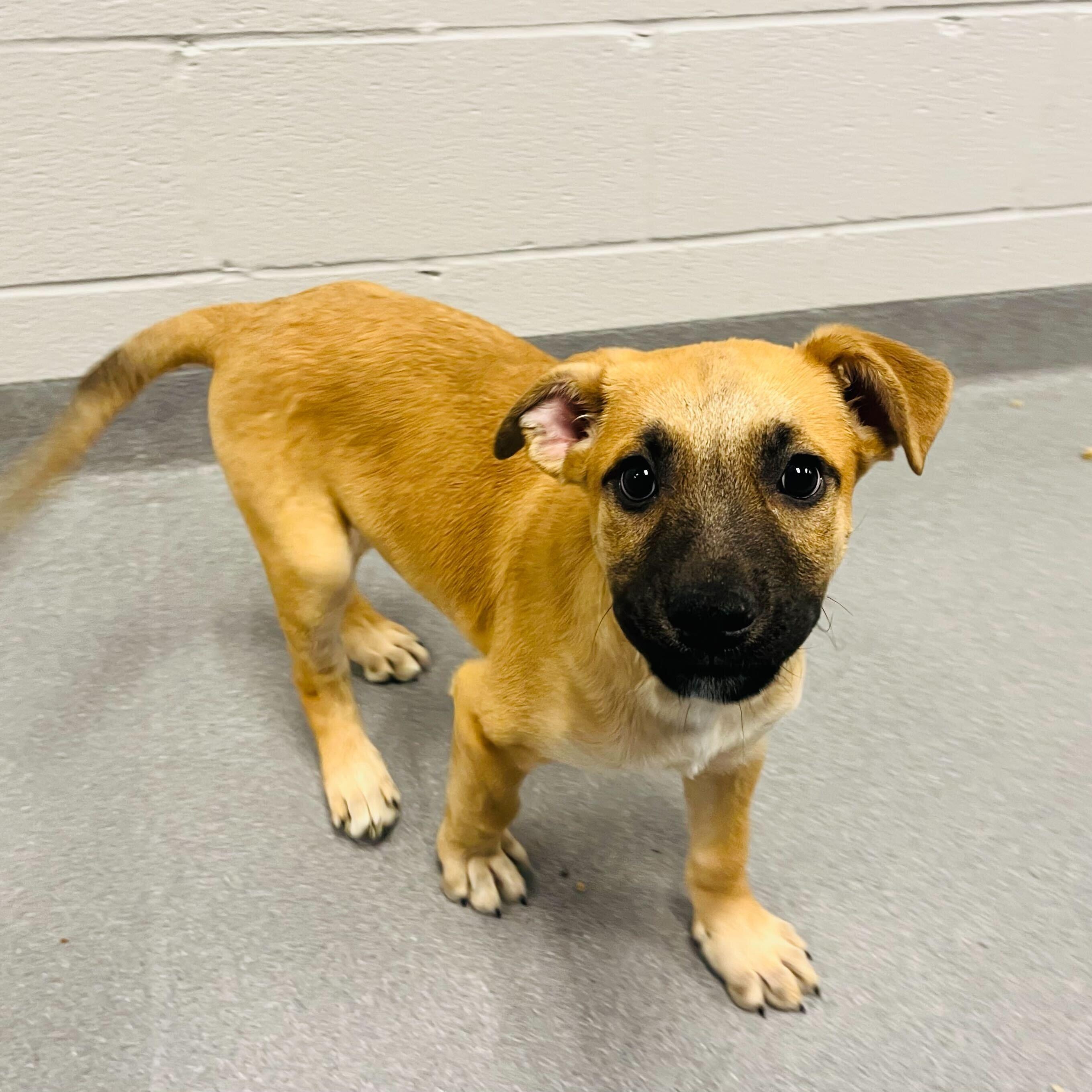 Steve, adoptable, Puppy Male Mixed Breed.