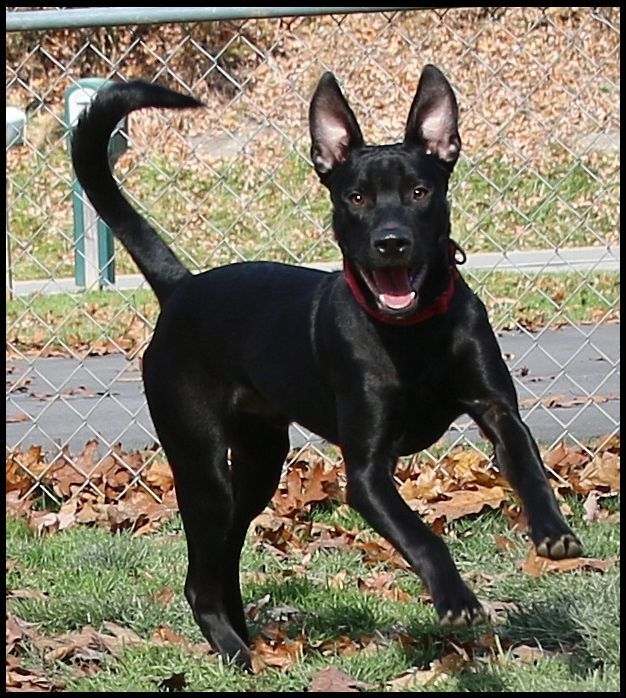 Dog for adoption Cooper, a Labrador Retriever in Shippenville, PA