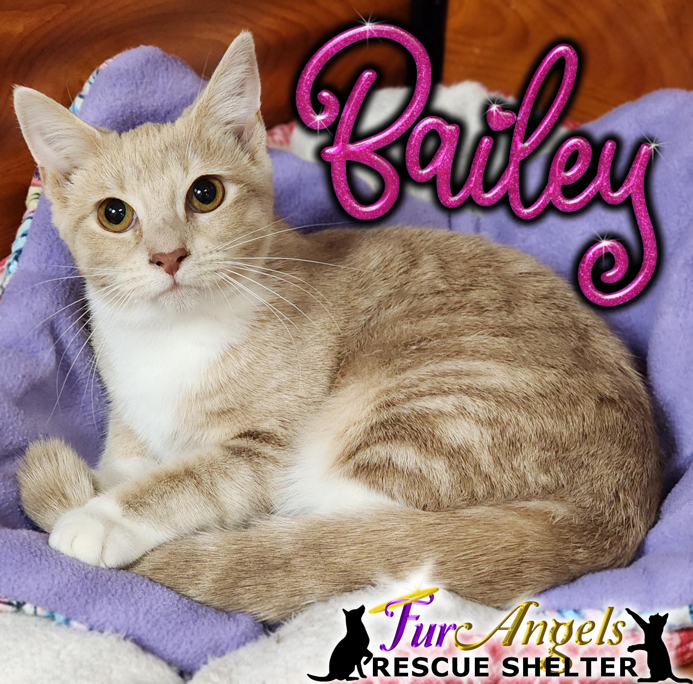 Enlarge Bailey, a Adoptable Domestic Short Hair in Toledo, OH image 1/1