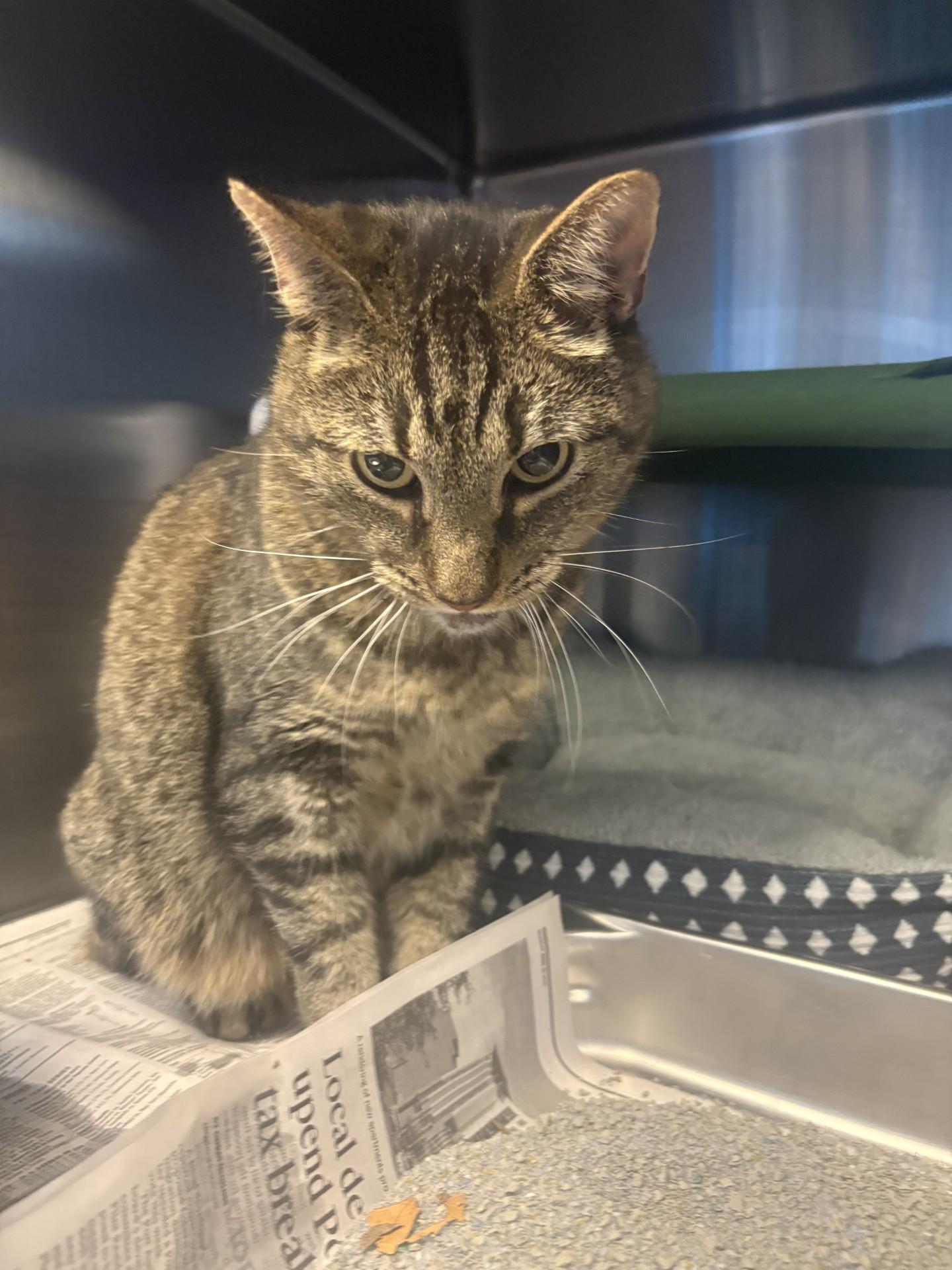 26-0584 "Maverick", Adoptable, Adult Male Domestic Short Hair.