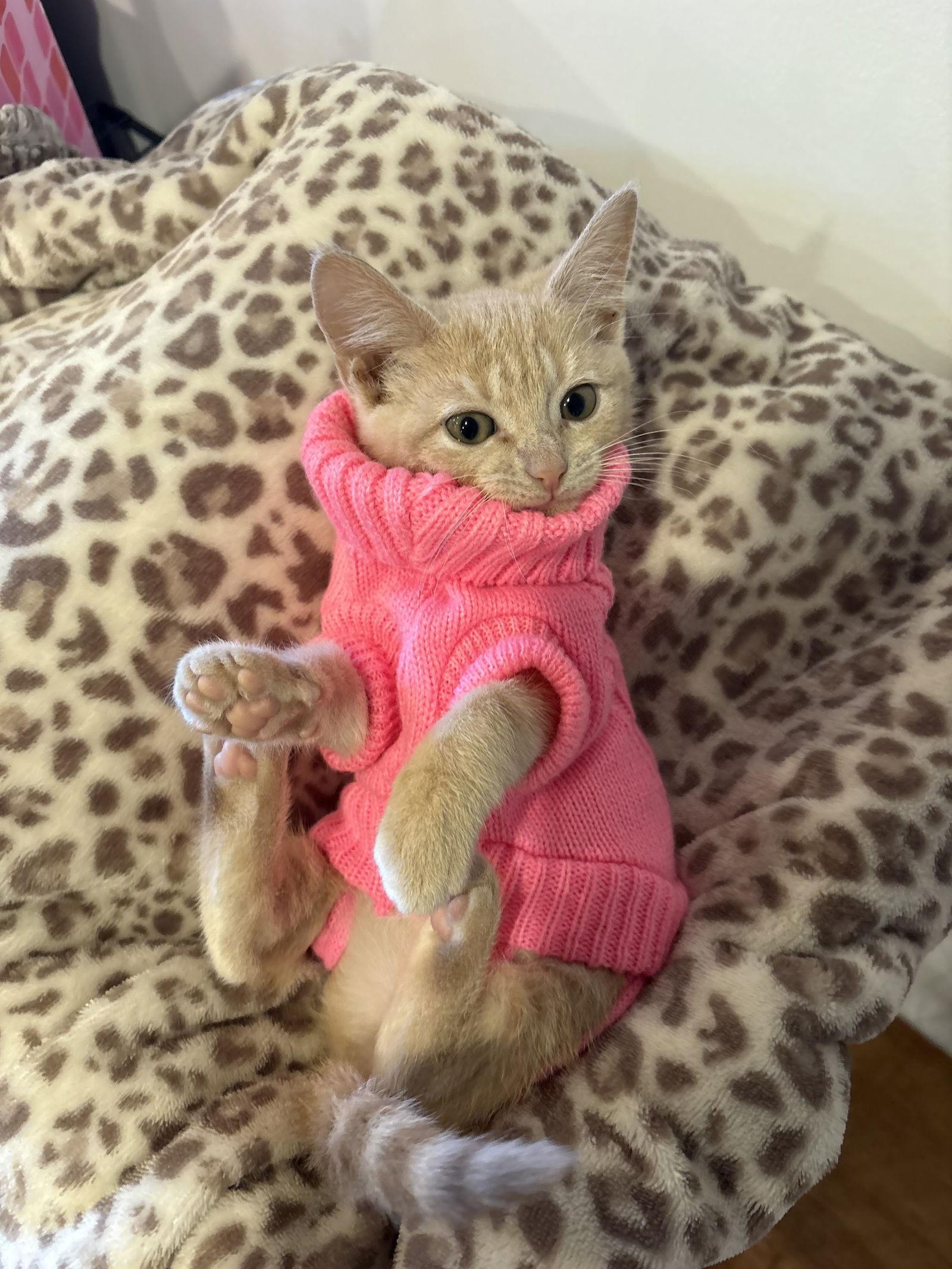 Glinda KITTEN, Adopted, Kitten Female Domestic Short Hair.