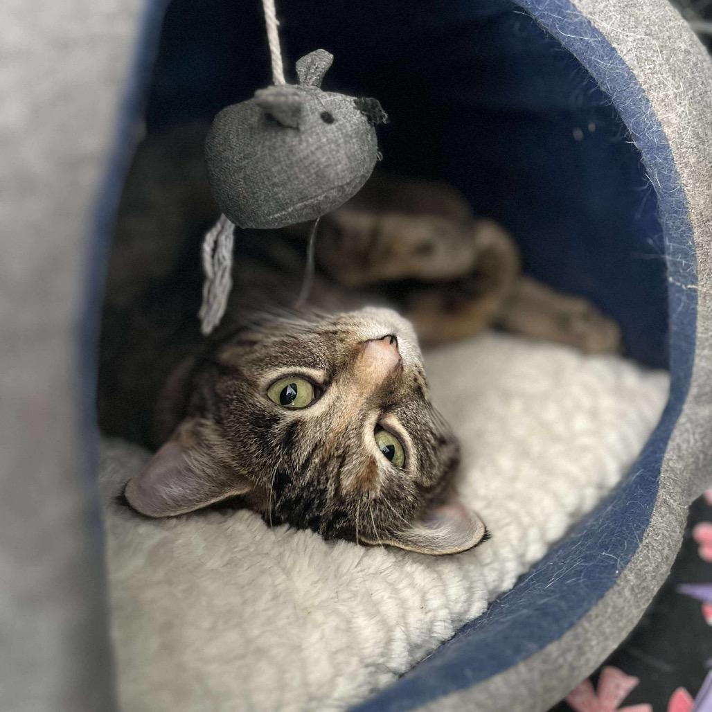 Enlarge Darby, a Adoptable Domestic Short Hair in Troy, IL image 1/4