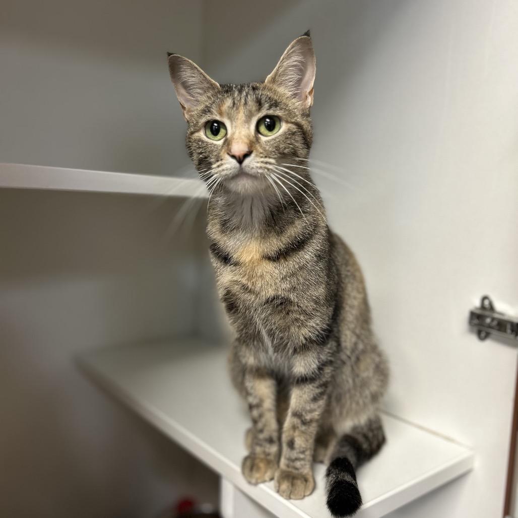 Darby, Adoptable, Adult Female Domestic Short Hair.